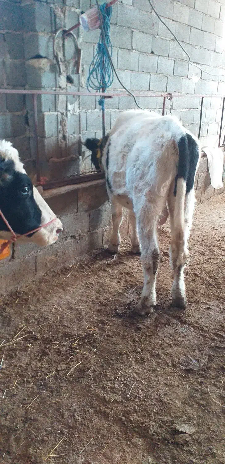گوساله نر هلشتاین|حیوانات مزرعه|کوثر, |دیوار