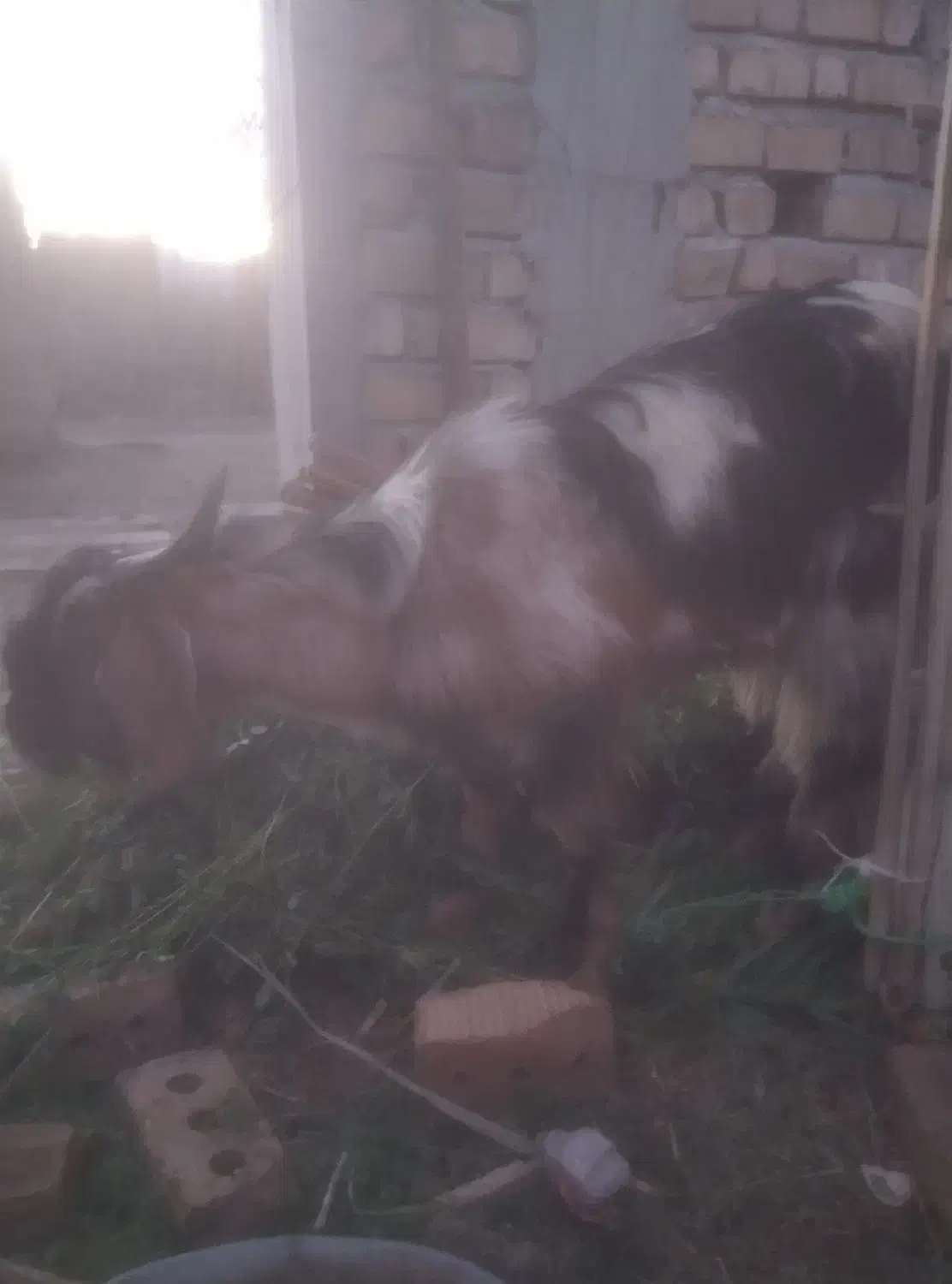 15000000|حیوانات مزرعه|دامن, |دیوار