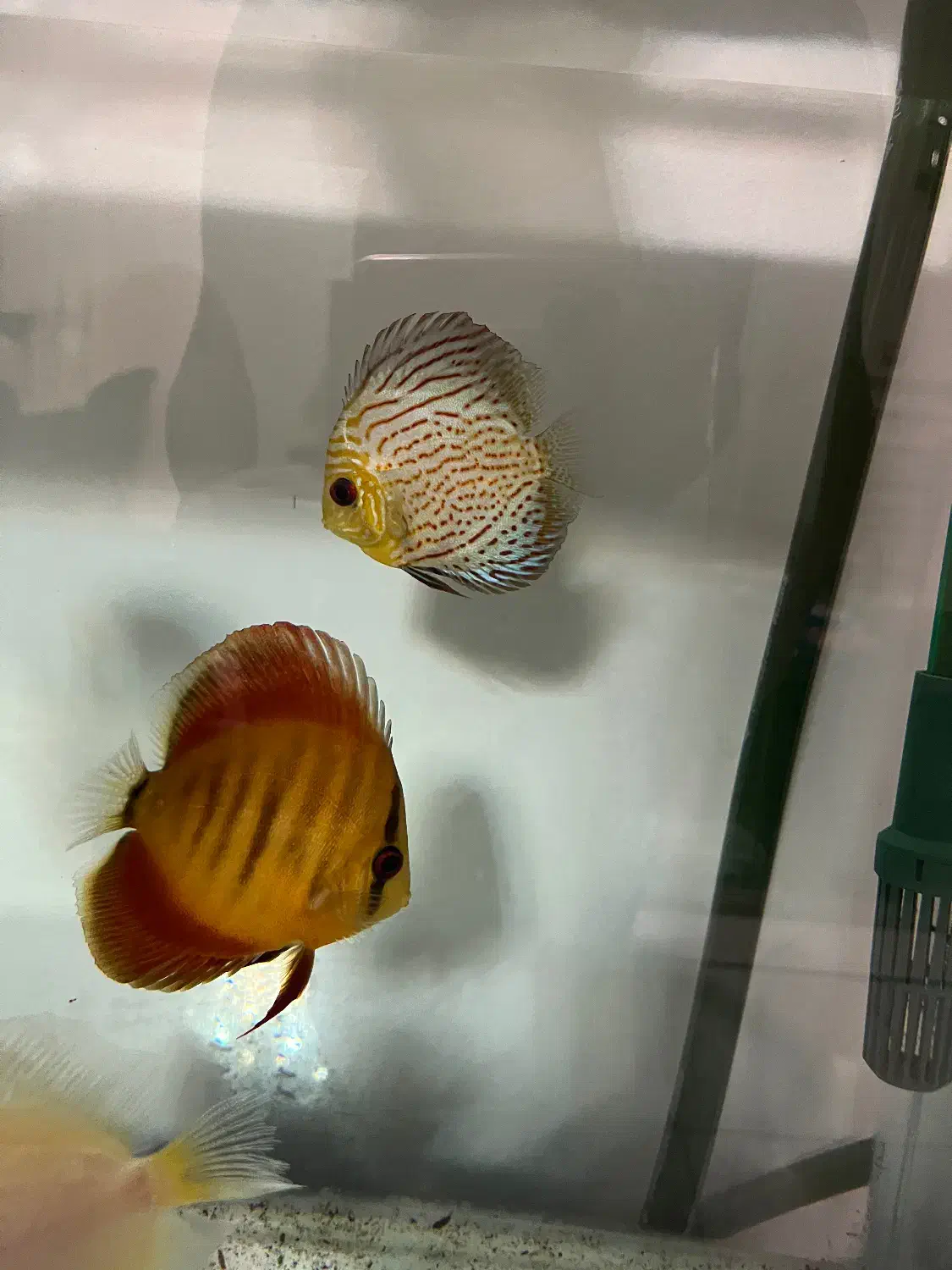 ماهی دیسکس سالم و نژاد دار|ماهی|تهران, باغ فیض|دیوار