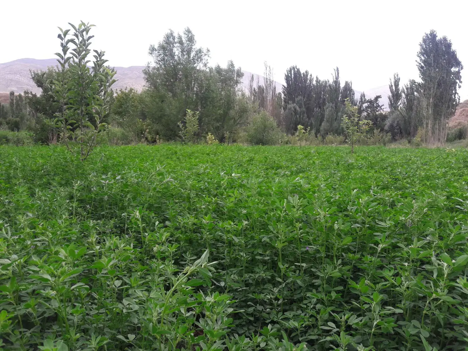 بیده یونجه|عمده‌فروشی|شیروان (خراسان), |دیوار