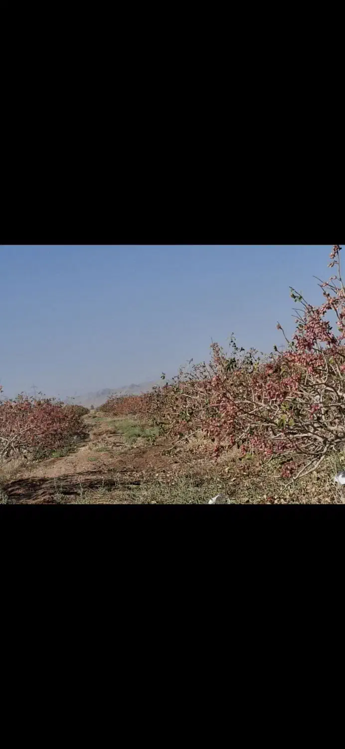 زمین کشاورزی مروست|فروش دفتر صنعتی، کشاورزی، تجاری|مروست, |دیوار