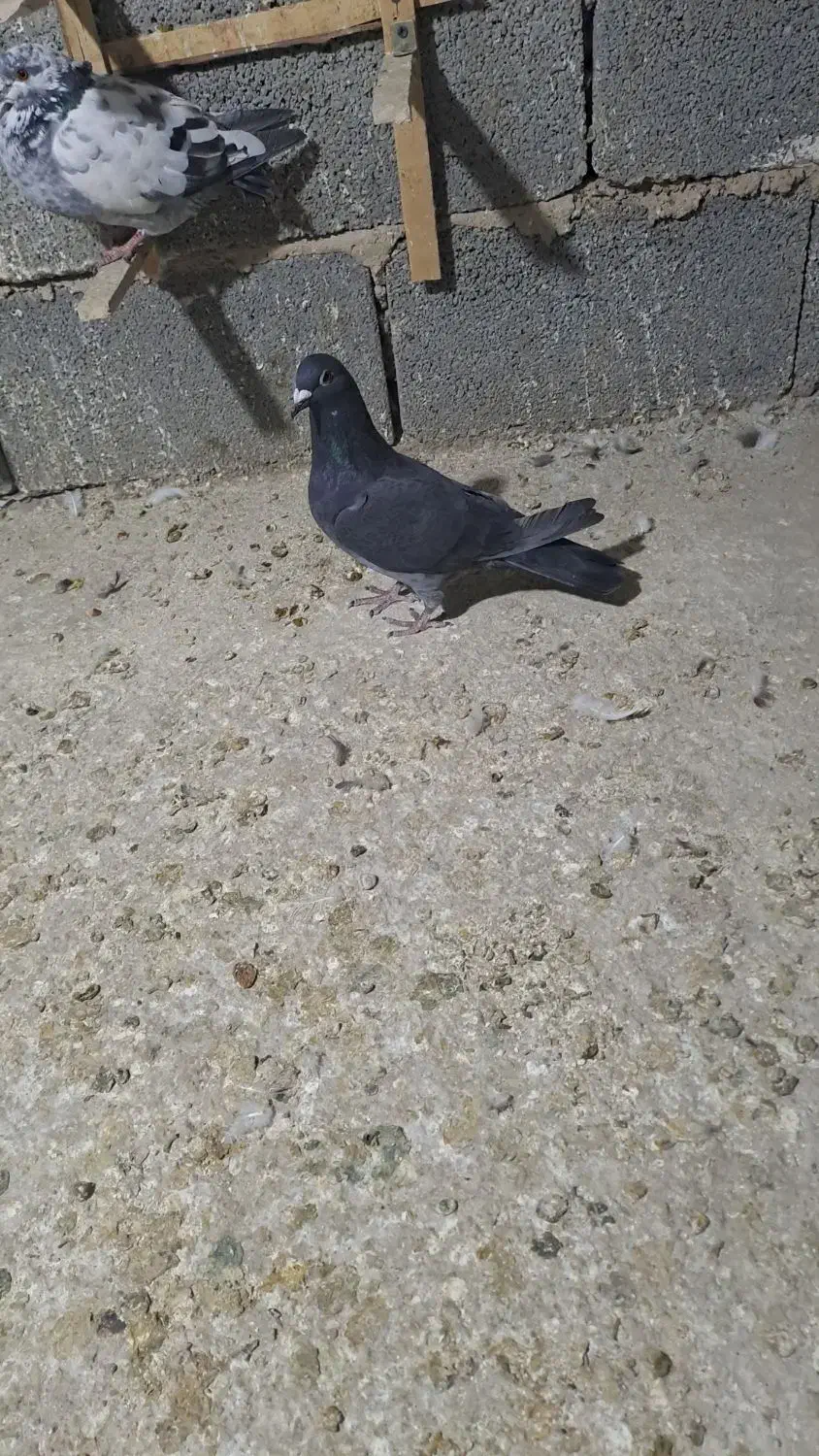 کبوتر پلاکی سپیدان|پرنده|همایجان, |دیوار