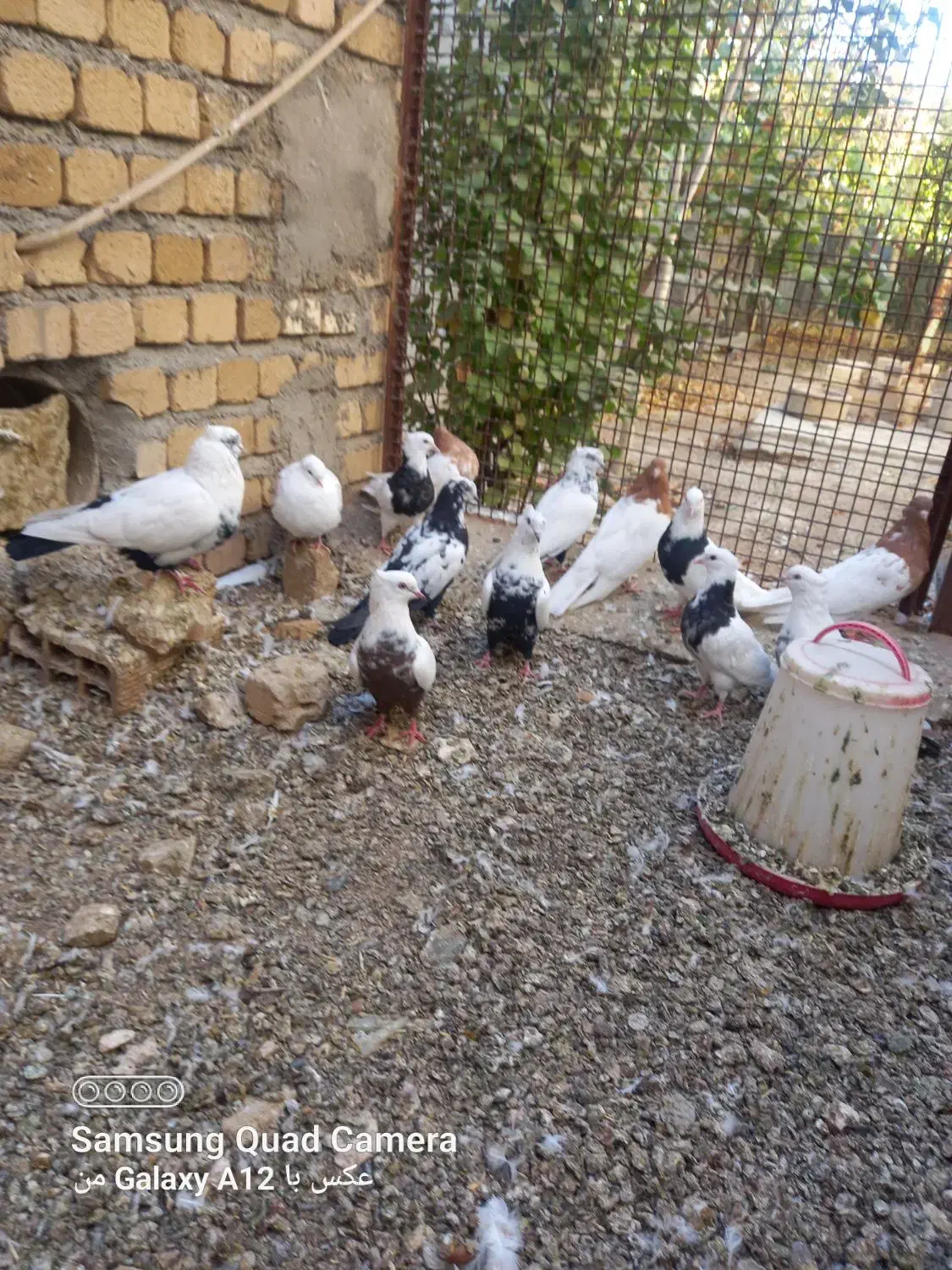 چند جفت دمی کله ای طوقی فرش|پرنده|سیلاخور, |دیوار