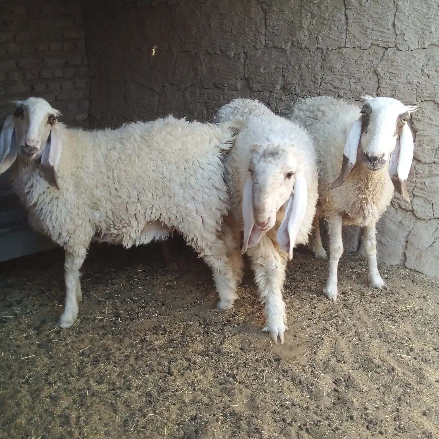 یک بره نر یک بره ماده یک میش|حیوانات مزرعه|کرباسک, |دیوار
