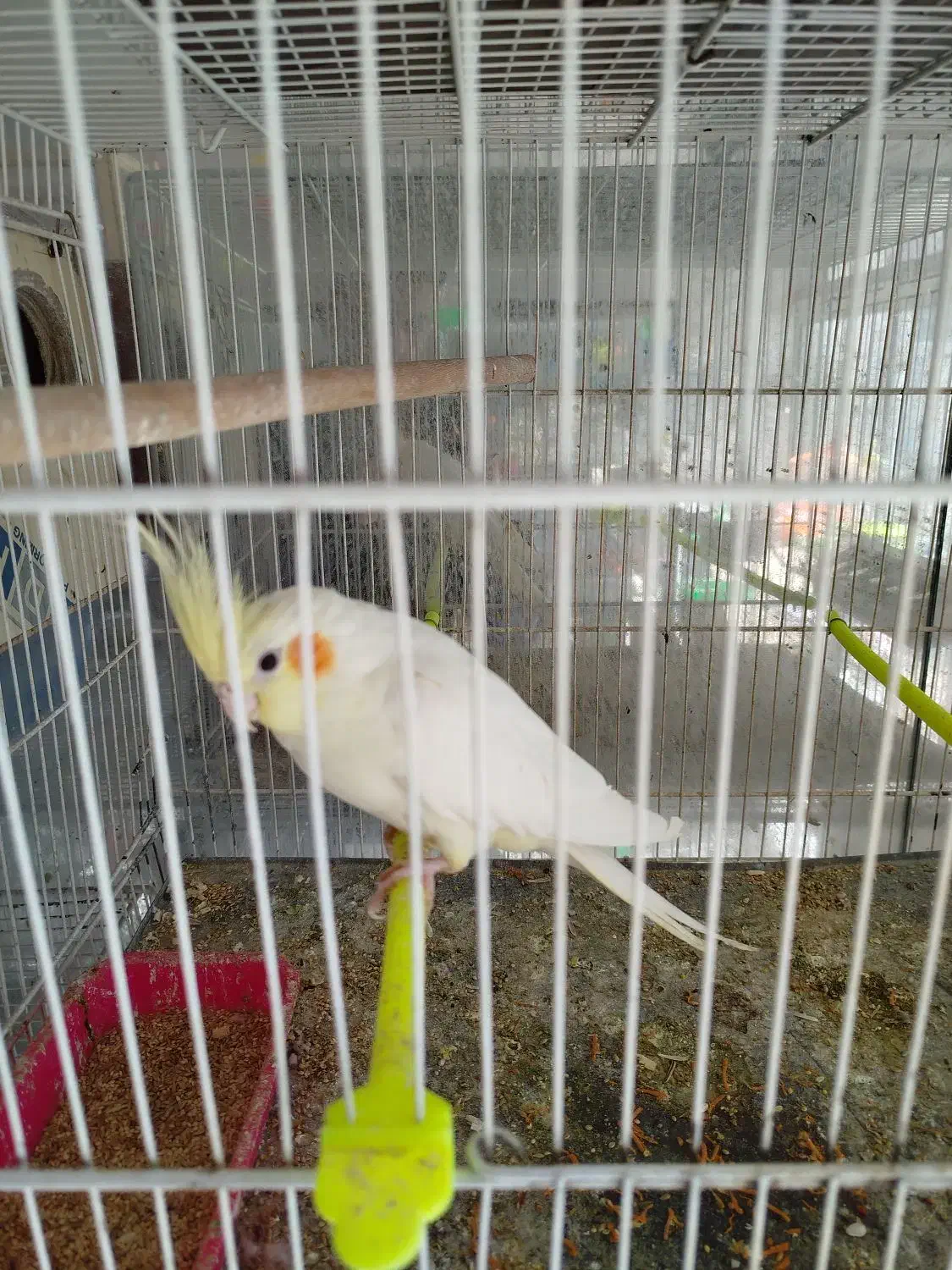 جفت عروس|پرنده|گلبهار, شهر جدید گلبهار|دیوار