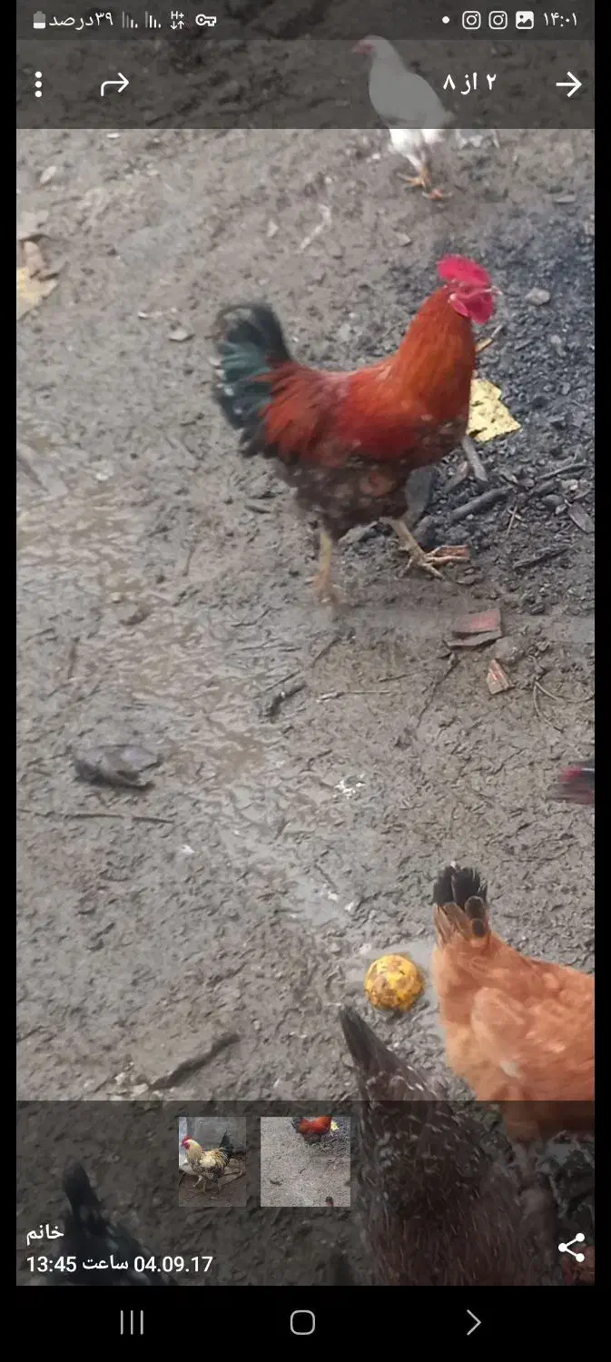 دوتا خروس سرحال وگوشتی|حیوانات مزرعه|چوبر, |دیوار