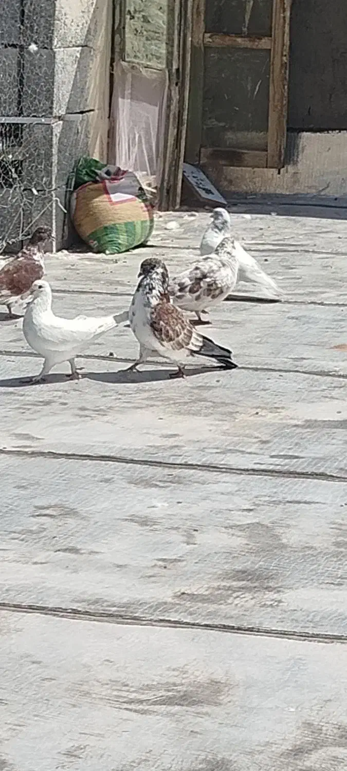 کبوتر|پرنده|ماکو, |دیوار