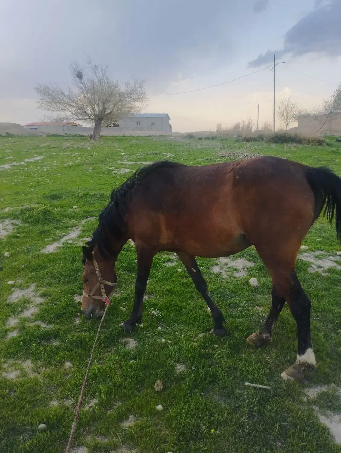 اسب مادیون با کره پنج ماهه نریون|اسب و تجهیزات اسب‌سواری|سیلاخور, |دیوار