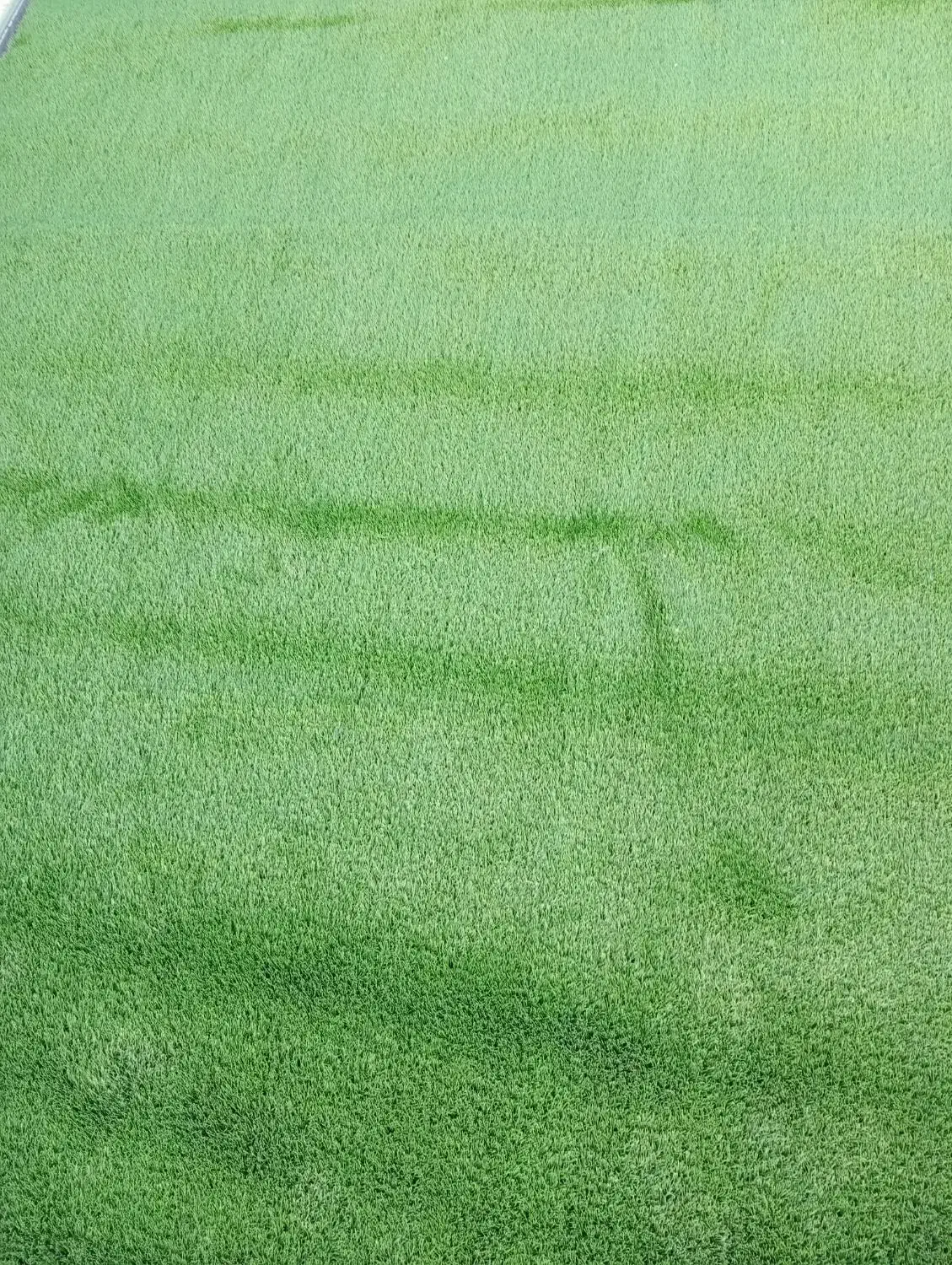 چمن نو زیر قیمت بازار|مصالح و تجهیزات ساختمان|کاشان, کارگر|دیوار