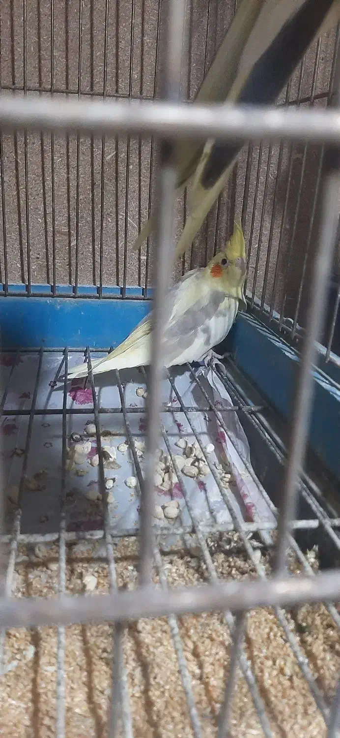 فروش جوجه عروس هلندی سرلاکی|پرنده|ساری, |دیوار