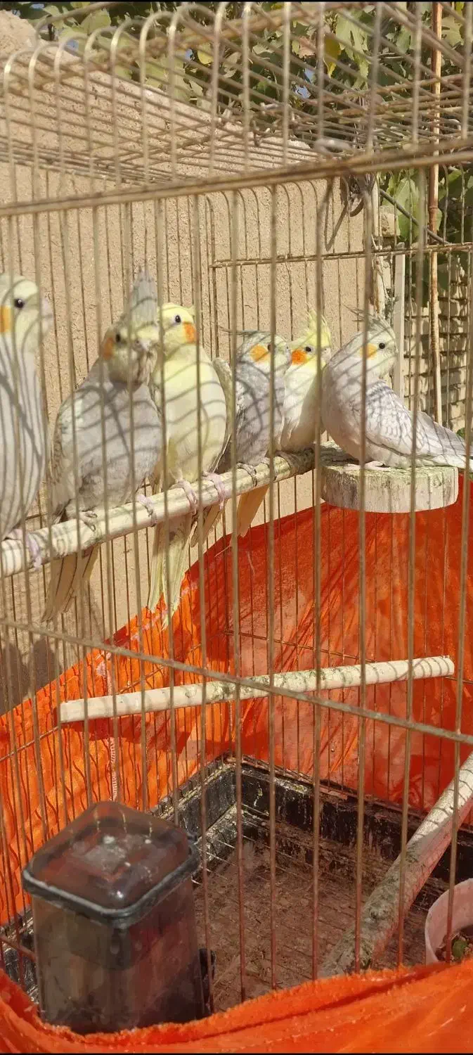 عروس فروشی|پرنده|هشتگرد, هیو|دیوار