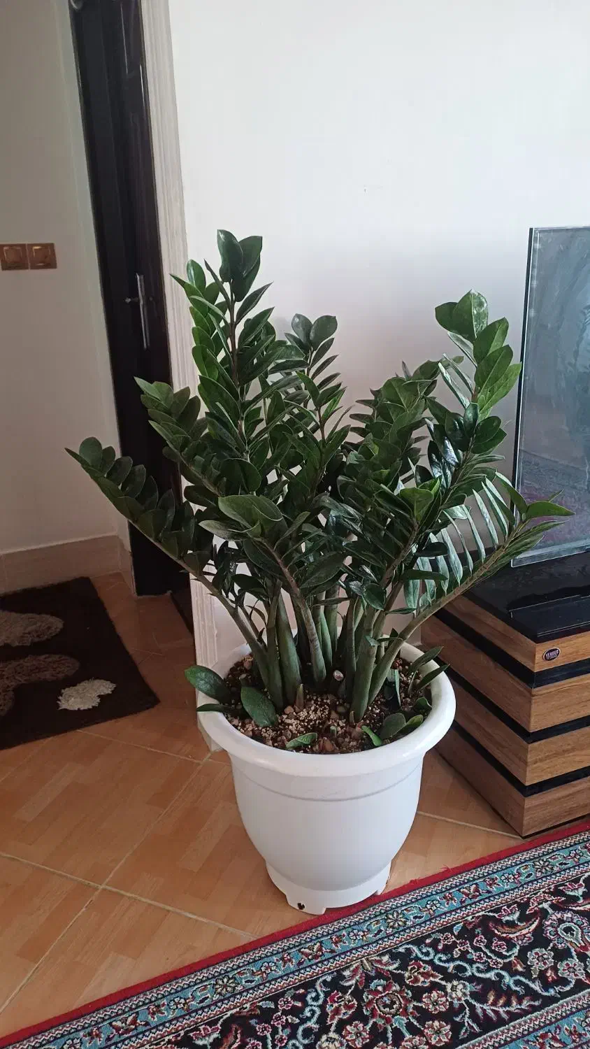 گیاه غول پیکر با۱۸تا پاجوش مخصوص خاص پسندها|گل و گیاه طبیعی|شیروان (خراسان), |دیوار