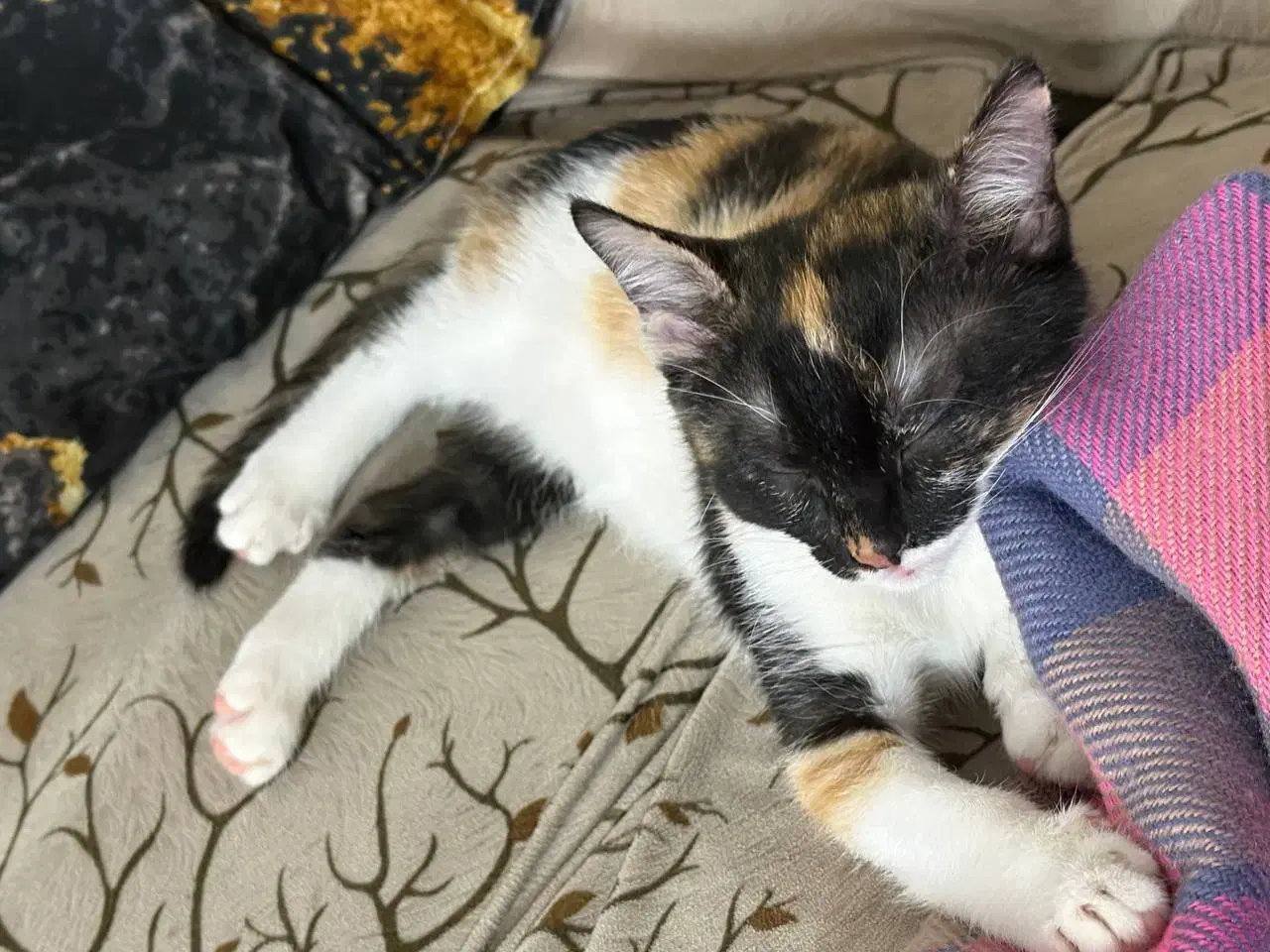 واگذاری گربه شیطون کاملا خانگی|گربه|تهران, لویزان|دیوار