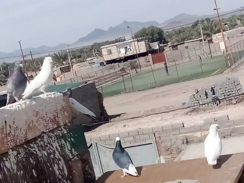 کبوتر ملقی|پرنده|بم, |دیوار