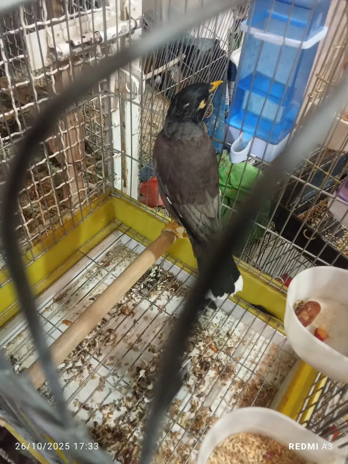 مرغ مینا زیبا باهوش|پرنده|فسا, |دیوار