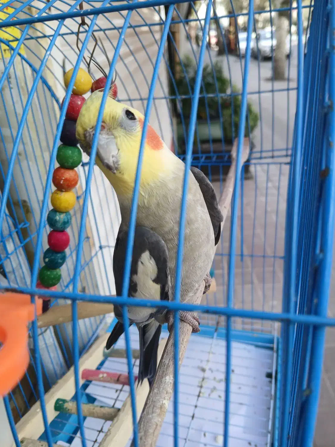 طوطی عروس نر|پرنده|رشت, باهنر|دیوار