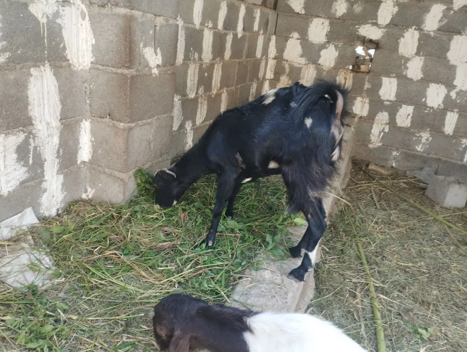 گیسه چاق|حیوانات مزرعه|میناب, |دیوار