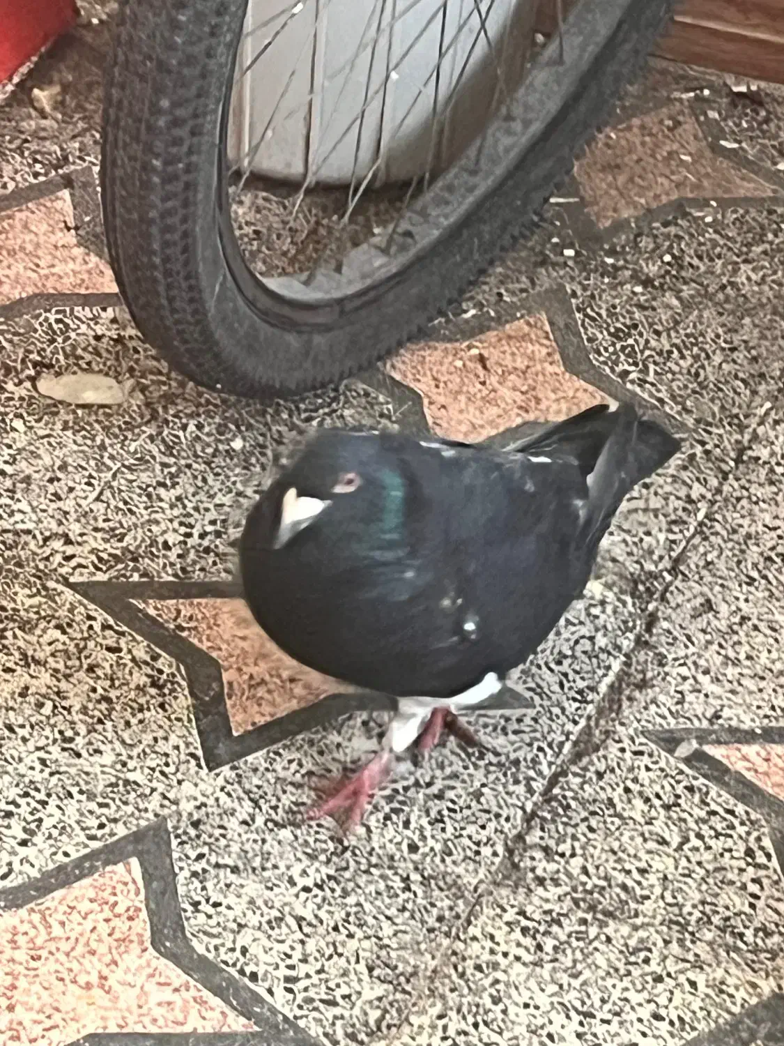 یک جفت پلاکی|پرنده|رشت, دیانتی|دیوار