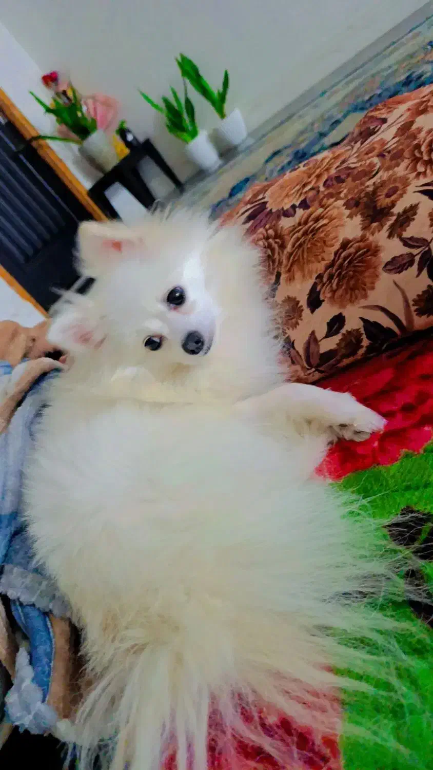 سگ گمشده پامر|حیوانات|بابل, |دیوار