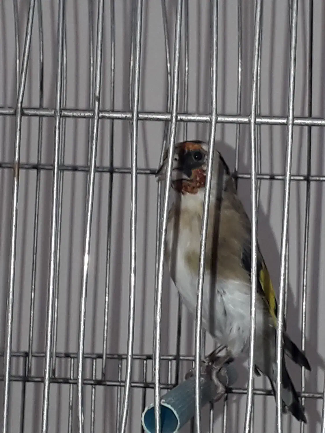 سیره کهنه مست مست|پرنده|بروجرد, |دیوار