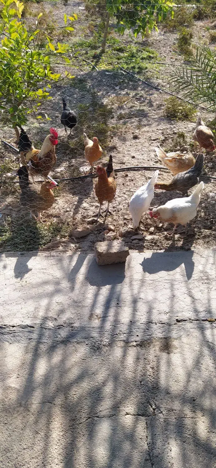 مرغ و خروس8میلیون|حیوانات مزرعه|سرپل ذهاب, |دیوار