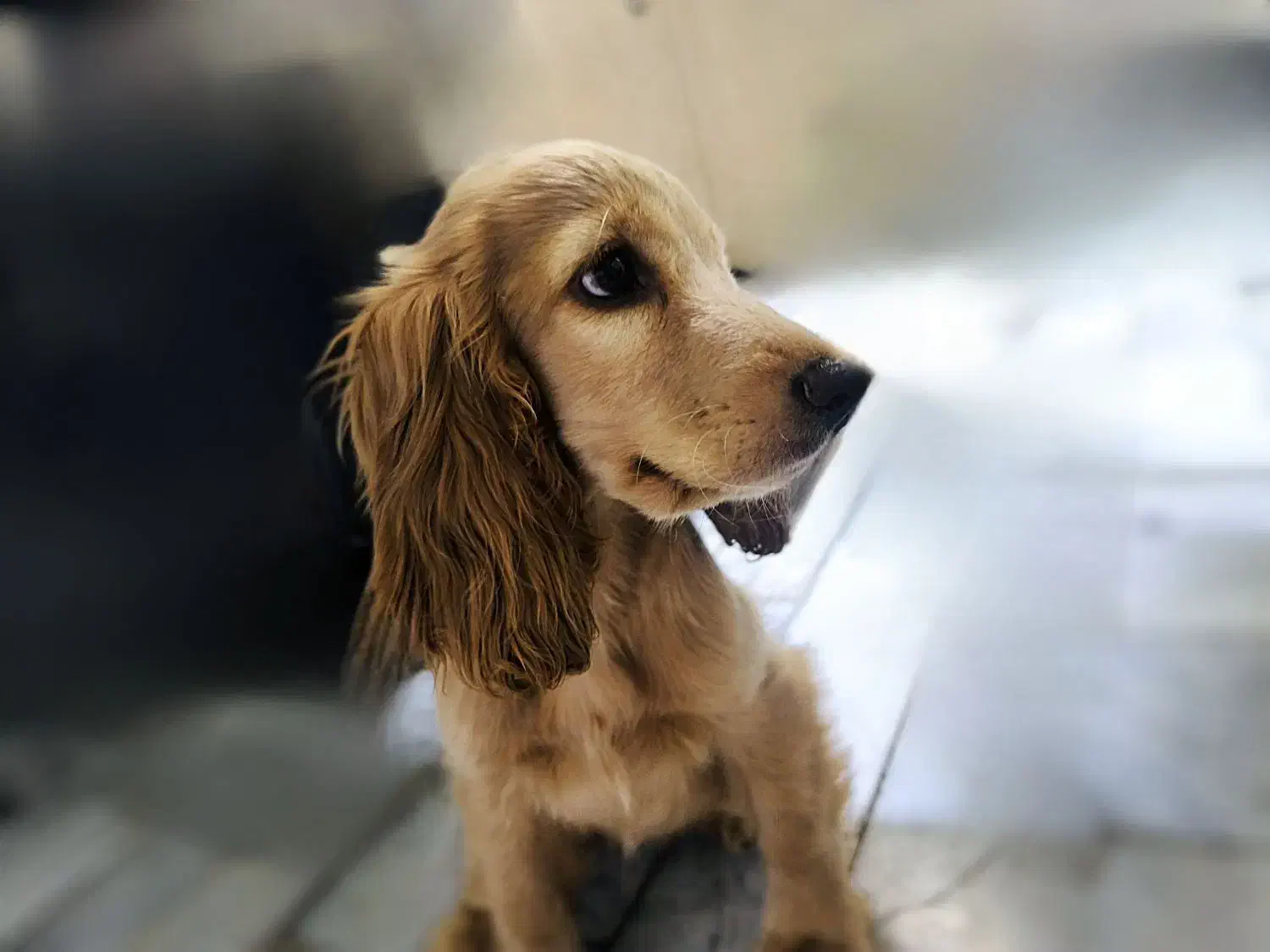 سگ خانگی کوکر اسپنیل|سگ|قزوین, |دیوار