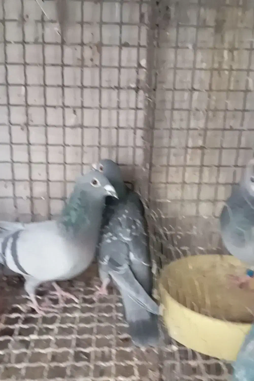 ۴جفت پلاکی عتیقه|پرنده|رفسنجان, |دیوار