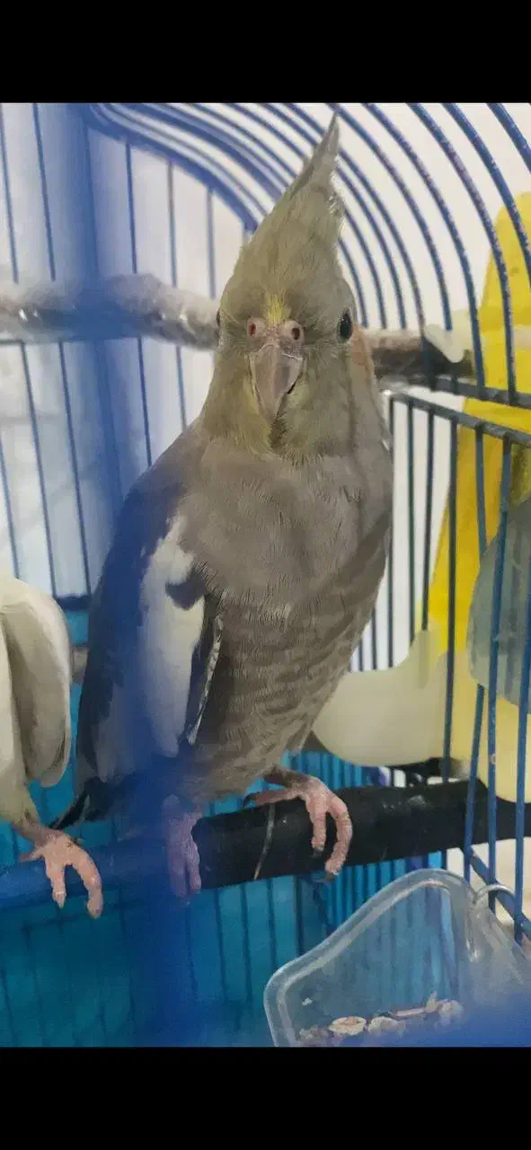 عروس هلندی ماده به همراه قفس|پرنده|نهاوند, |دیوار