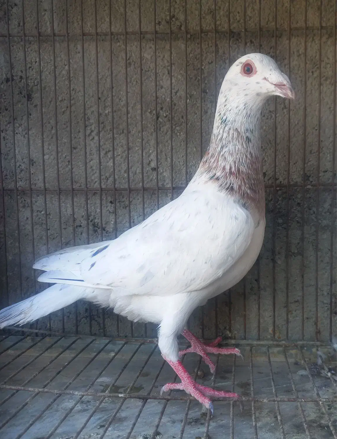 کبوتر آلمانی وسار ودم سیاه|پرنده|گنبد کاووس, |دیوار