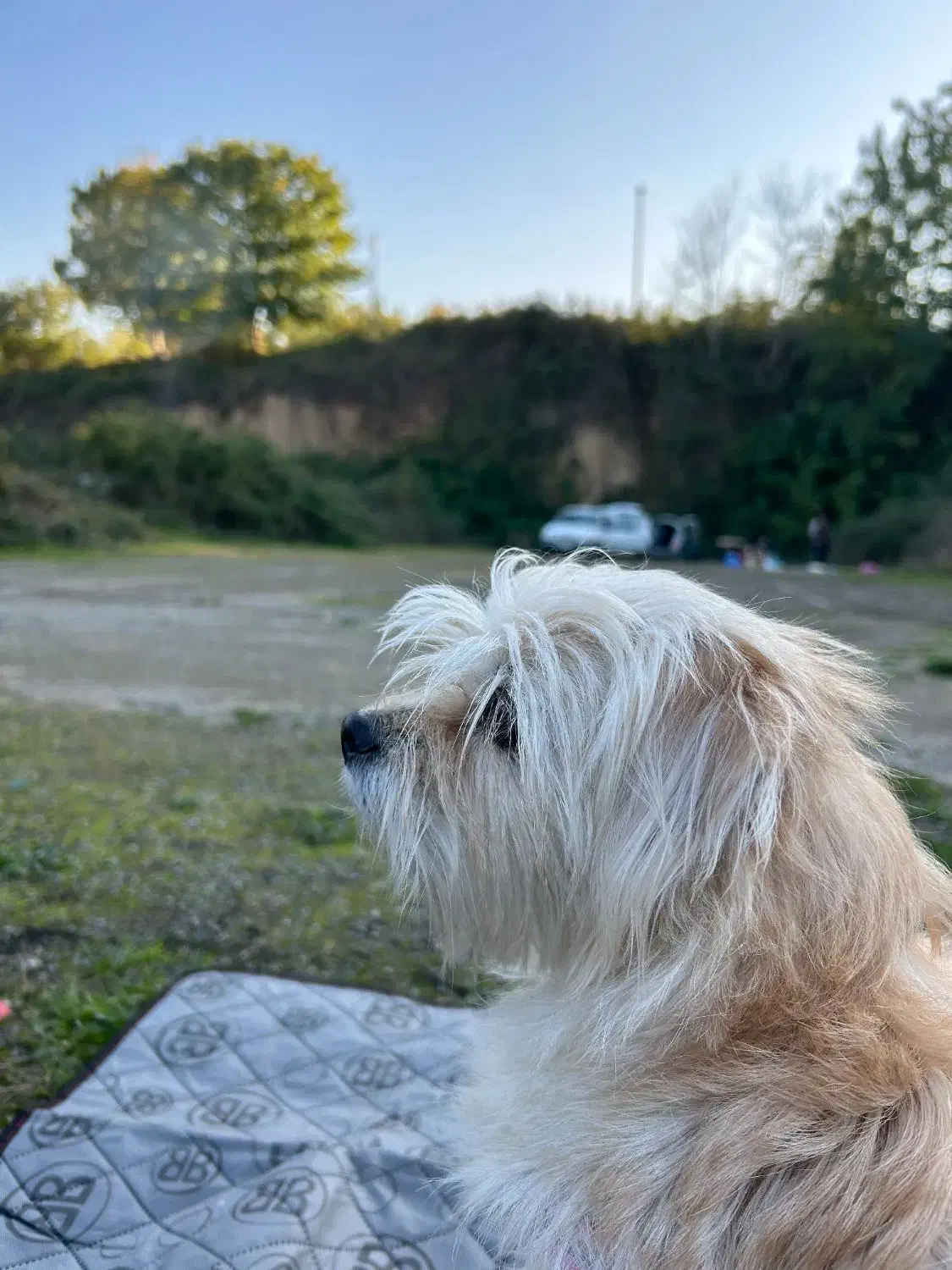 شیتزو تریر|سگ|گرگان, |دیوار