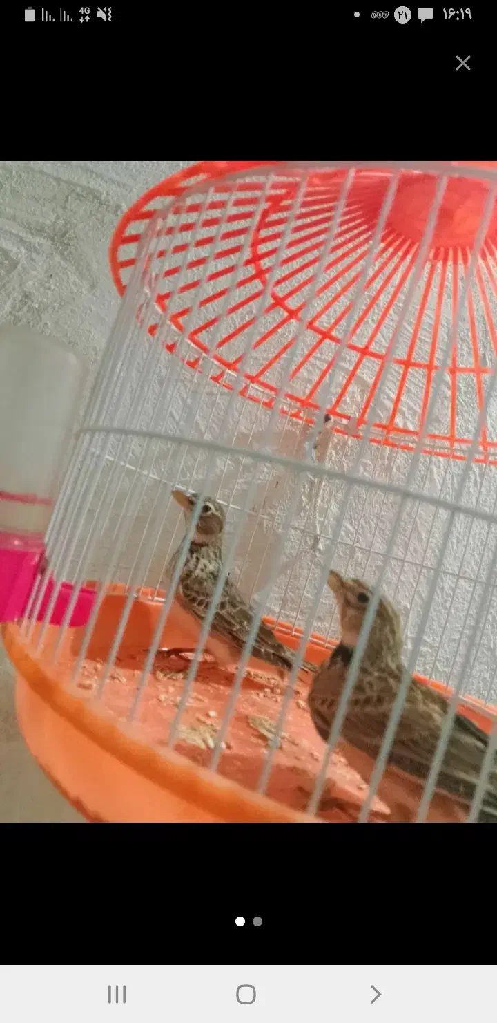 پرنده فروشی|پرنده|کاخک, |دیوار