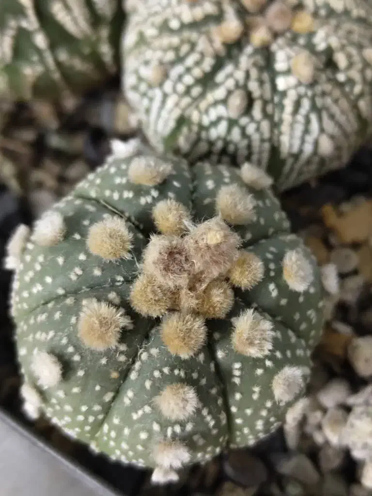 استریاس|گل و گیاه طبیعی|تهران, سلیمانی|دیوار