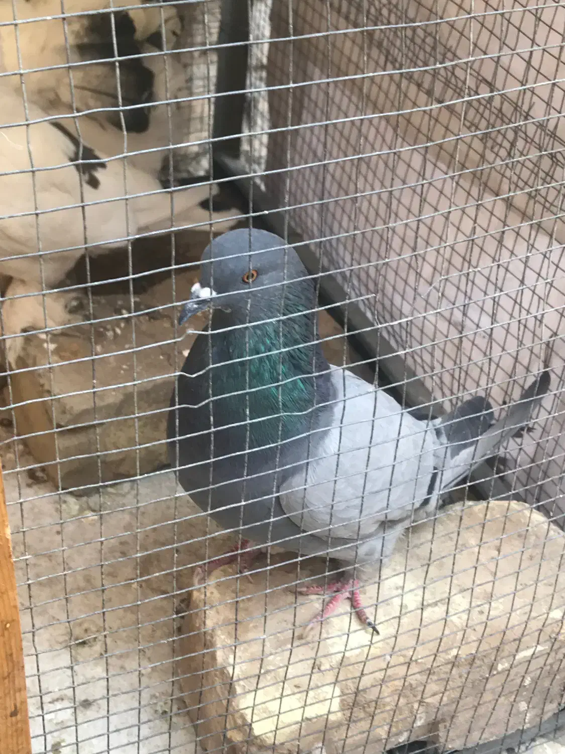 کبوتر نر اصفهانی بازیکن پرشی|پرنده|شاهینشهر, شهرک گلدیس|دیوار