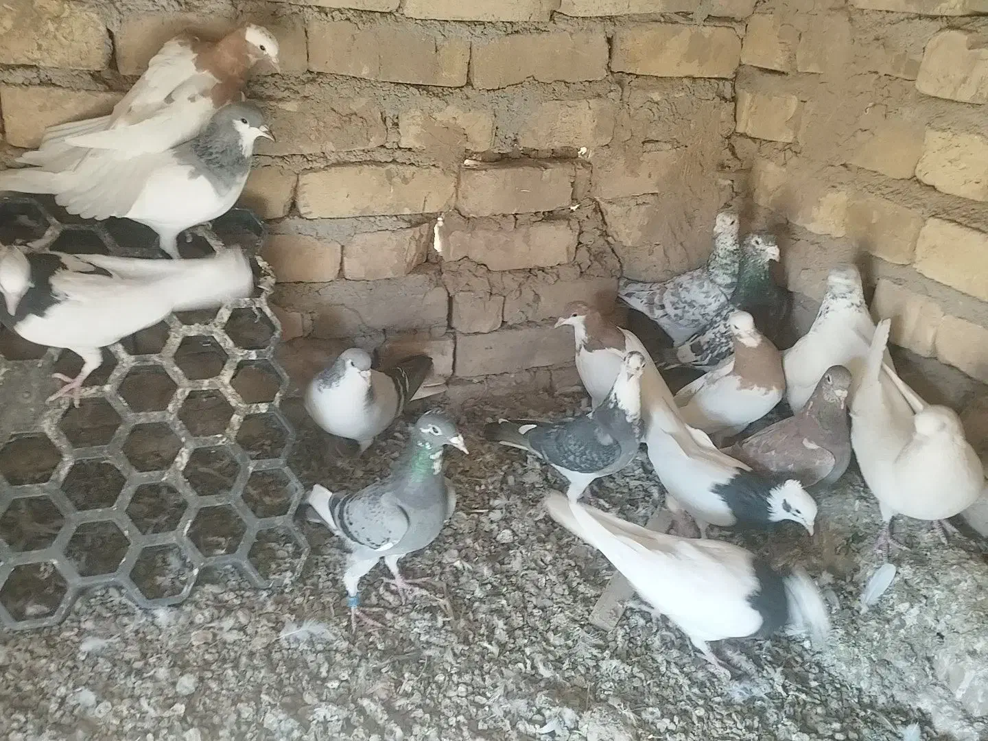 کبوتر|پرنده|اسفرورین, |دیوار