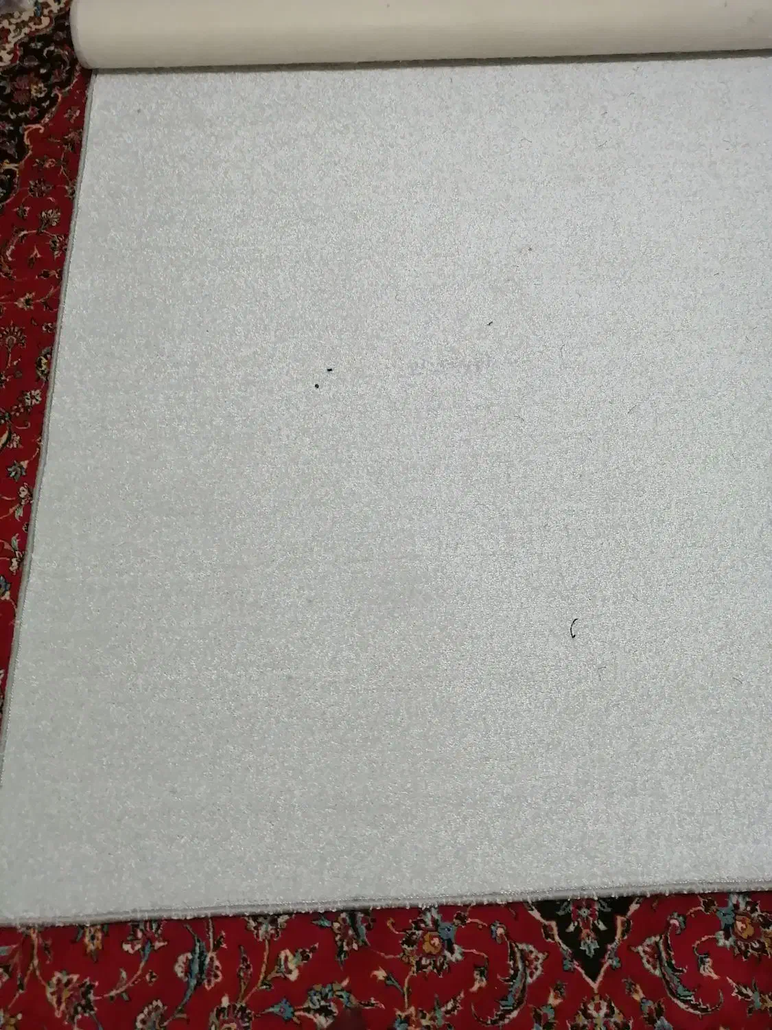 موکت پرز بلند دو عدد|موکت|قزوین, |دیوار