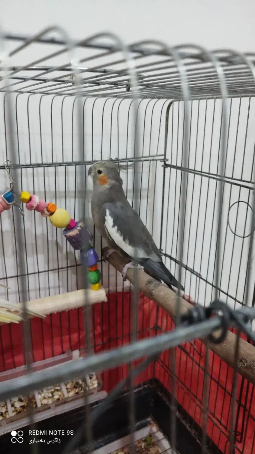 عروس پاریس معاوضه|پرنده|اهواز, سپیدار|دیوار