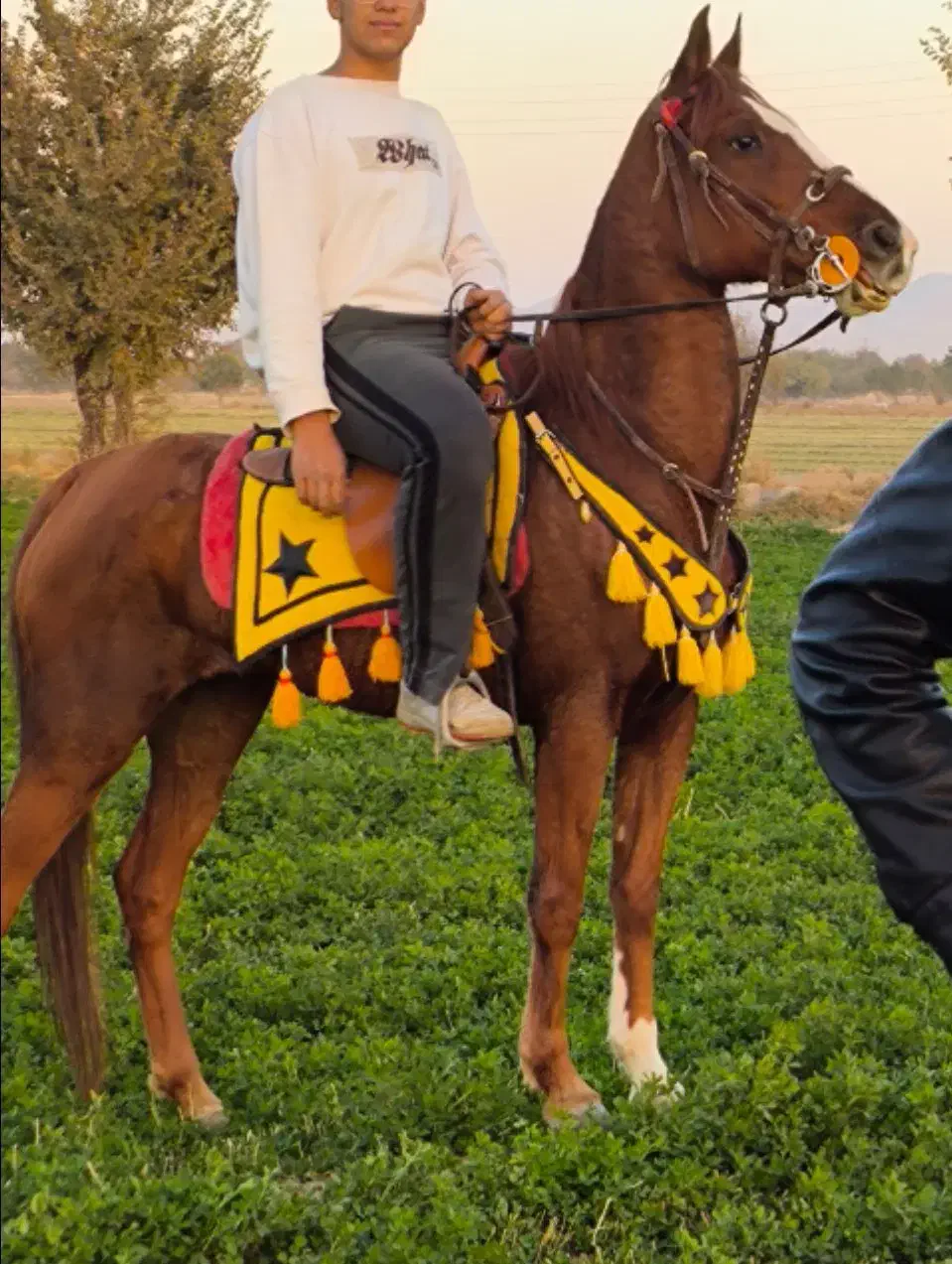 اسب مادیان درهشور|اسب و تجهیزات اسب‌سواری|گلپایگان, |دیوار