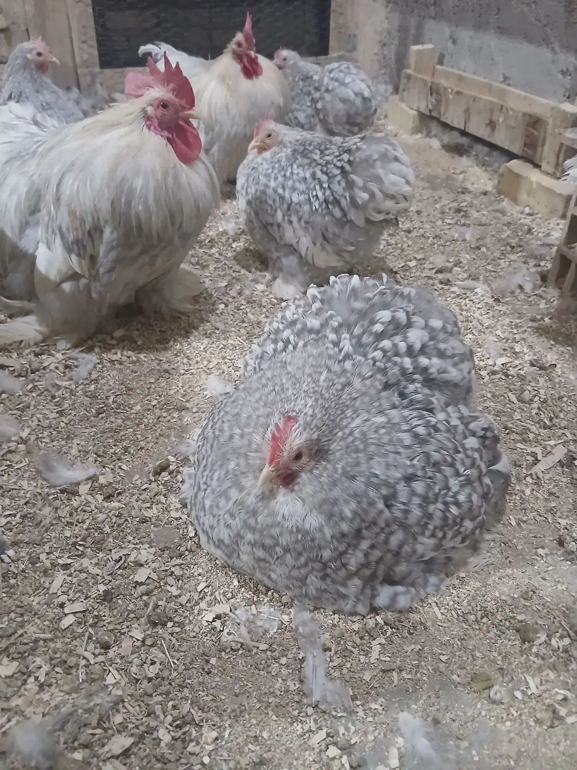 جوجه کوشین|حیوانات مزرعه|یزد, |دیوار