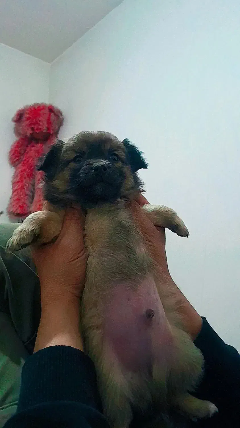 واگذاری پامر اشپیتز|سگ|پیر بکران, |دیوار