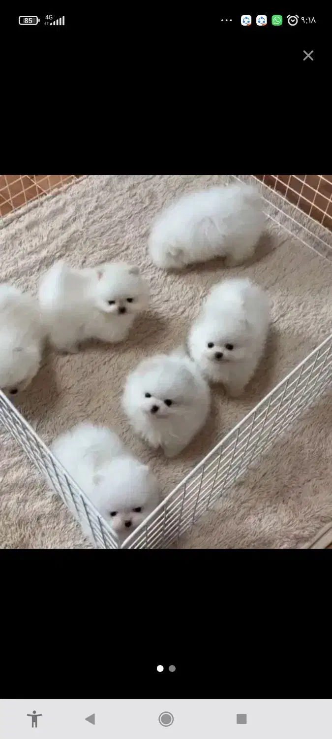 سگ کلاس A پامر|سگ|بندرعباس, |دیوار