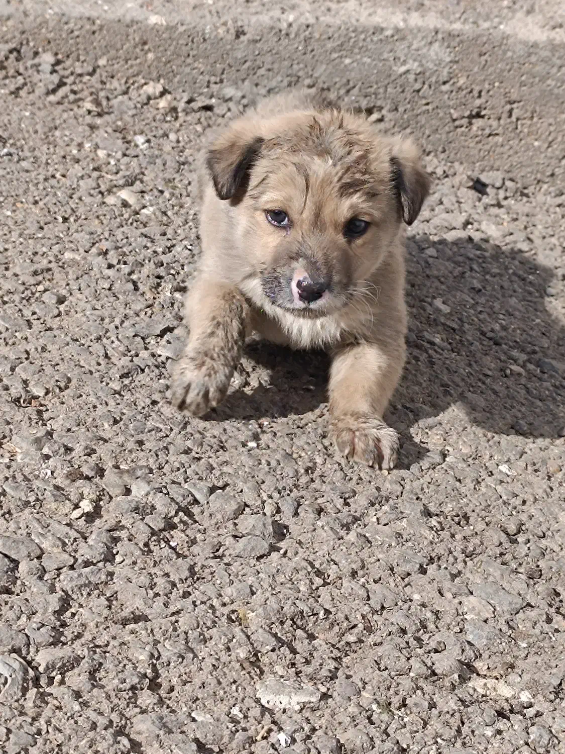 سگ سرابیی|سگ|مهربان, |دیوار