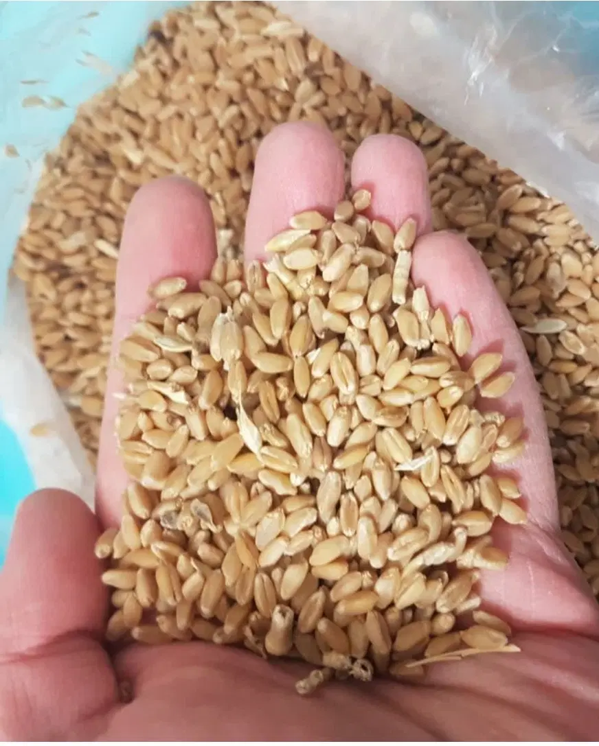 گندم|خوردنی و آشامیدنی|نورآباد, |دیوار