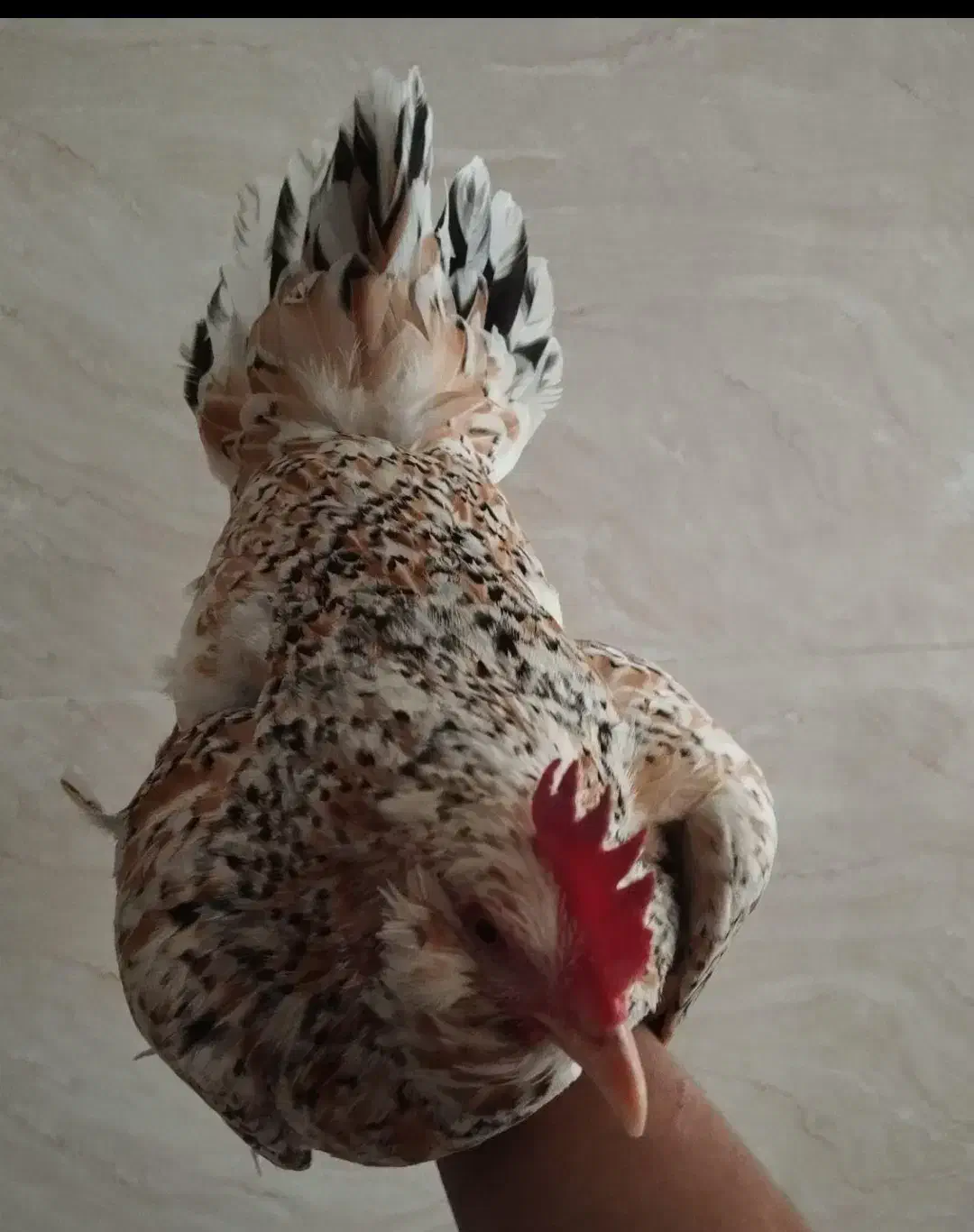 مرغ گلین|حیوانات مزرعه|محمدشهر, کوی بهار|دیوار