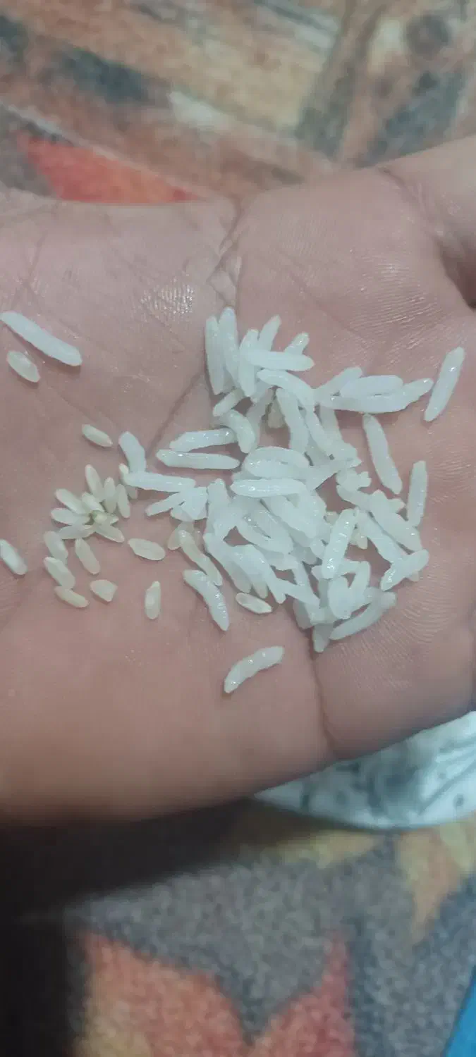 برنج کامفیروزی|خوردنی و آشامیدنی|بانش, |دیوار