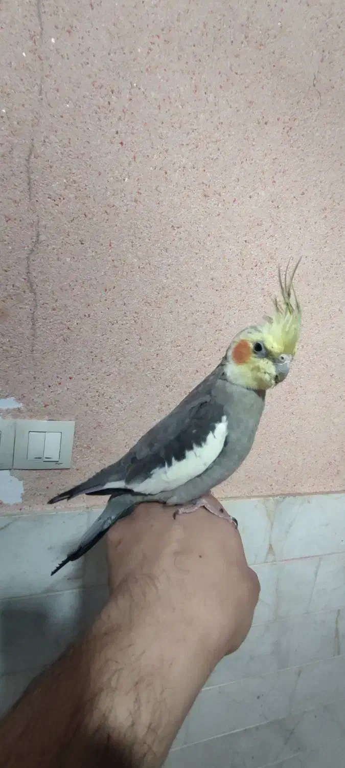 عروس هلندی|پرنده|سیرجان, |دیوار