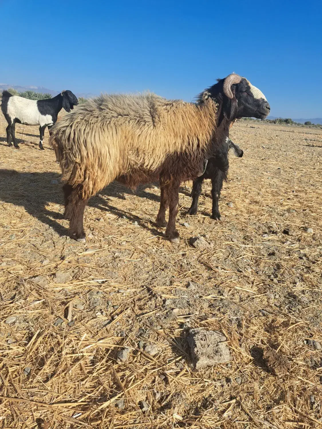 گوسفند قوچ و بره نر|حیوانات مزرعه|بندرعباس, |دیوار