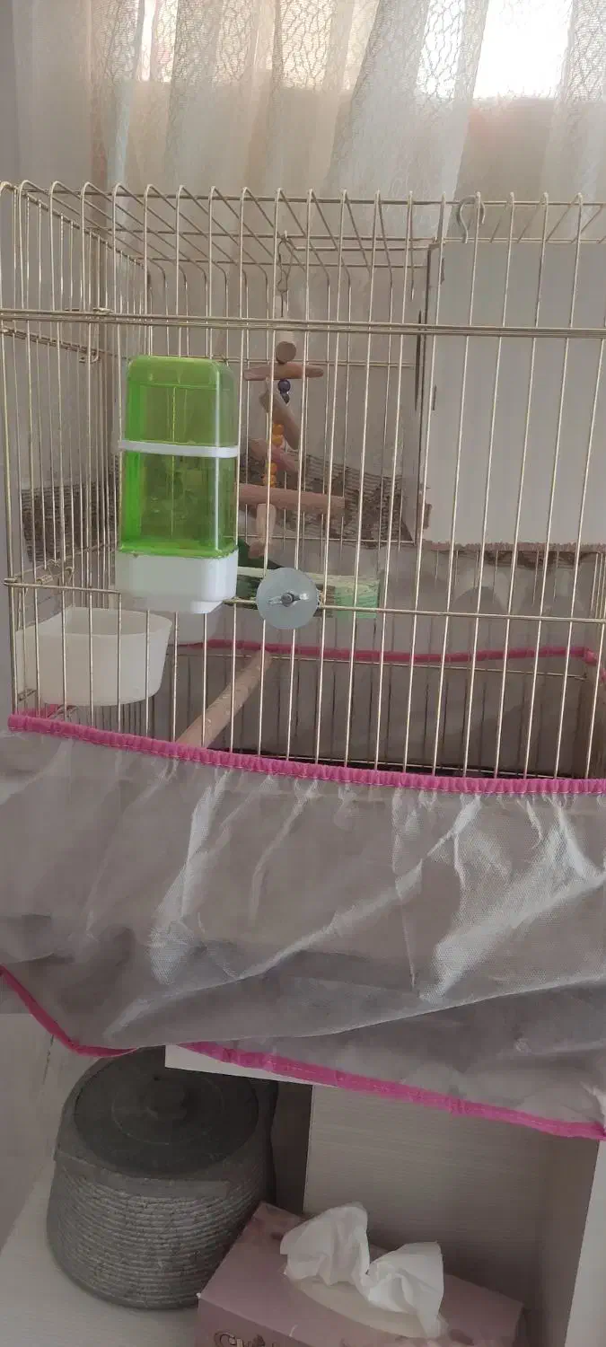 طوطی برزیلی|پرنده|قم, شاه ابراهیم|دیوار