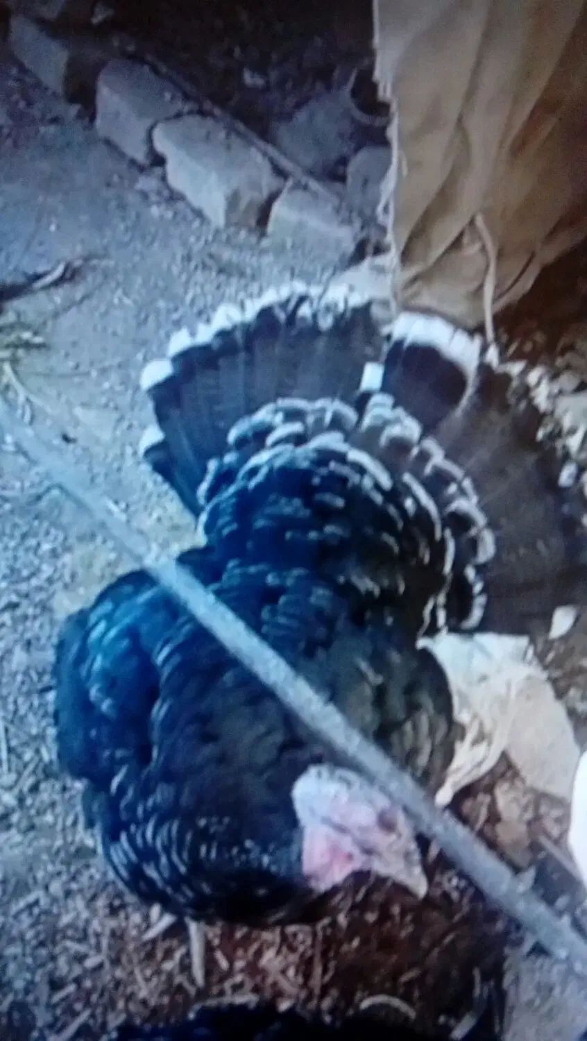 بوقلمون نر|حیوانات مزرعه|قوچان, |دیوار