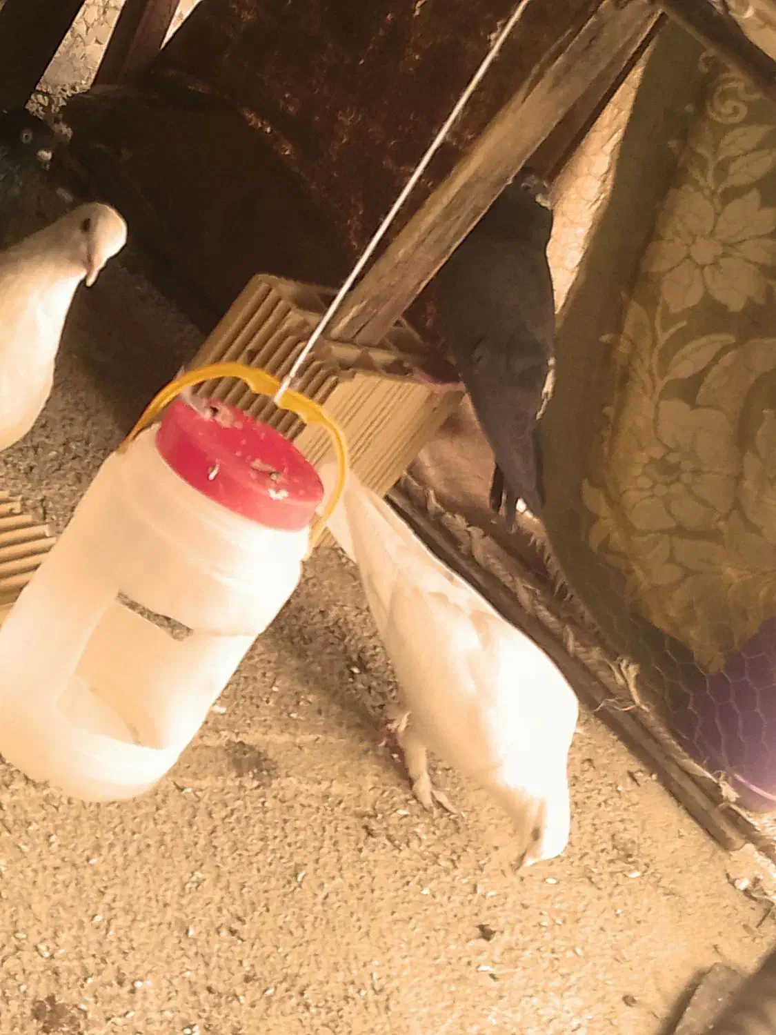 کبوتر|پرنده|سرپل ذهاب, |دیوار