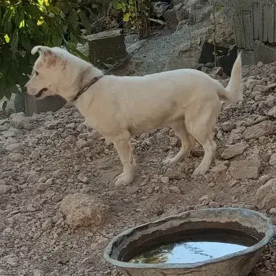 واگذاری سگ پاکوتاه|سگ|یاسوج, |دیوار